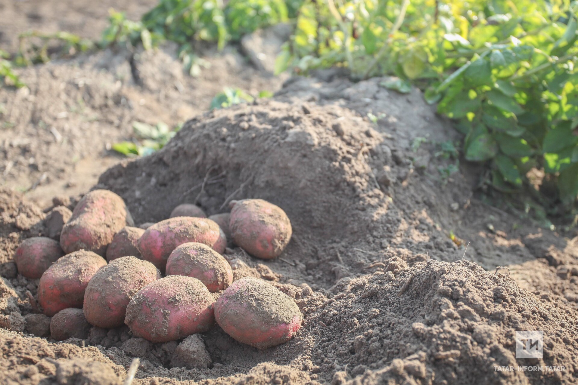 Картофель домашний. Картофель в подвале. Яма для картошки. Закопали картофель. Урожай картофеля.