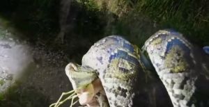 Бер ир куллары белән крокодилны питоннан коткарган - коточкыч видео