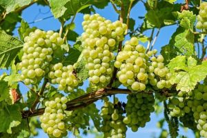"Виноград мәшәкатьле җимеш": 100 төрдәге виноград үстерүче киңәшләре