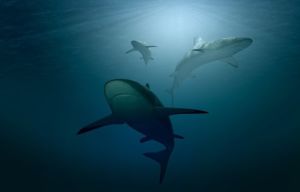 "Акула якынлашуын күзәтү бик куркыныч": Өч баласын видеога төшерүче ир-ат сабыйларын ерткычтан коткарган