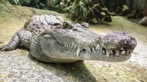 Крокодил нәни баланың башын чәйнәп ташлаган