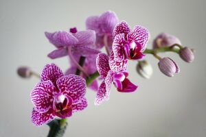 Орхидеяләргә сарымсакның нинди файдасы бар?