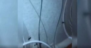 Студентлар Казан тулай торакларындагы тараканнардан зарлана - видео