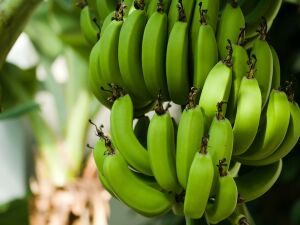 Банан - үсемлекме яки агачмы, җиләкме яки җимешме?