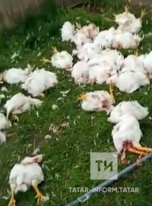 Татарстанның бер авылында чәшке дистәләгән чебешне буып аткан - видео
