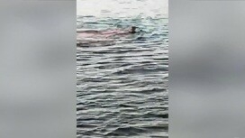 Хургада шәһәрендә ял итүчеләр күз алдында бер хатынга акула һөҗүм иткән