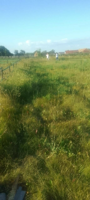 Кызыл Яланда ялан кыр гаугасы: гөлбакча буласы урында агачларны чапканнар