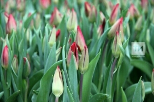 8 мартка сюрприз: быел голланд тюльпаннары булмаячак