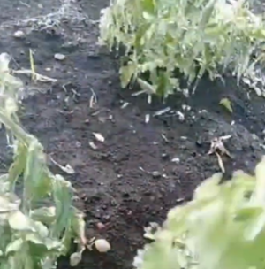 Башкортстанда кырау: помидор сабаклары боз булып каткан, шалтырап торалар – видео
