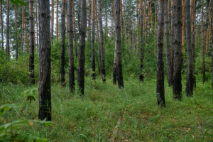 Өч көн бөтен шәһәр халкы эзләгән 6 яшьлек бала берничә ай элек үлгән булган