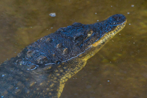 «Мәетне ярып алу өчен крокодилны аттылар» – Елгада йөзүче футболчыны крокодил ашаган