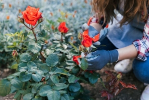 Розаларны сентябрьдә кышка әзерләү өчен башкарасы эшләр