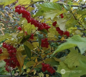 Баланнан кетерди торган бәлеш рецепты