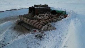 Монголиядә 3 миллион баштан артык мал ачлыктан үлгән