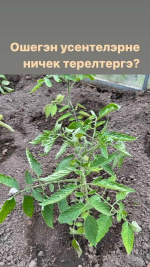 Бакчачы Рәмзия Әхмәдуллина кырау суккан үсемлекләрне тергезергә өйрәтә