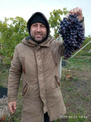 «Йөрәк әрни, нык булыгыз» – Халык Кама Тамагында виноград үстерүче фермер өчен кайгыра