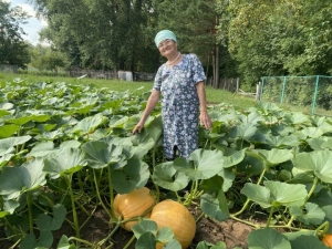 «​Кабакны сугымга дигән үгезләргә ашатабыз – ите тәмле була» ​​