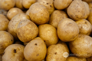 «Юып, киптереп базга салдык», яки Авыл халкы бәрәңгене ничек саклый