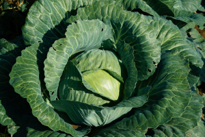 Керән белән тозлы кәбестә рецепты