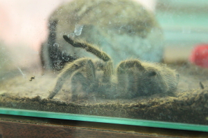 Дөньядагы иң зур пәрәвез табылган — аны үзара дошман булган үрмәкүчләр үргән