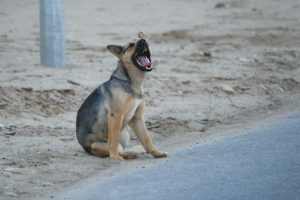 Татарстанда хуҗасыз этләргә эвтаназия ясарга рөхсәт ителде