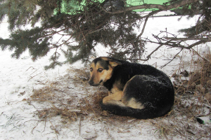 Азнакайда сукбай эт эштән кайтып баручы ир-атка ташланган