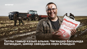 Татлы тамыр казып алына: Чөгендер басуында батмадык, шикәр заводына керә алмадык