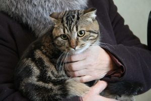 Мишура һәм «дождик»ларның песиләргә нинди куркынычы бар?