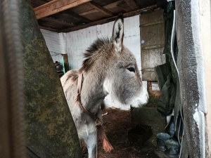 Махсус операциядә ишәкләрне дә эшкә җиккәннәр: «Кеше югалтканчы, ишәк югалту яхшырак»