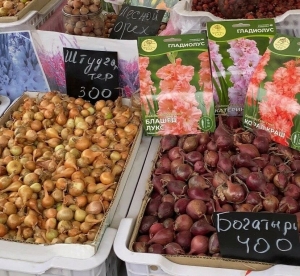 «Күршедән дә калмыйча, беренче булып утыртырга кирәк»: халык базарда нинди орлыклар ала