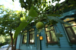 Бакчада нинди үсемлек яки гөмбә үстергән өчен төрмә җәзасы каралган?
