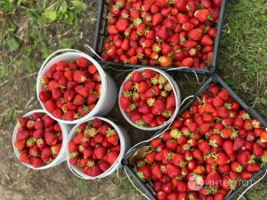 Ләйсән Гыймаевадан эремчекле камырдан җиләк пирогы рецепты