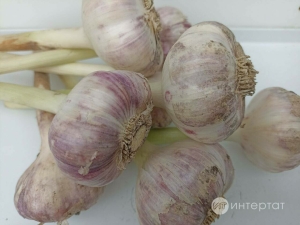 Сарымсак пастасы ясау өчен ике рецепт