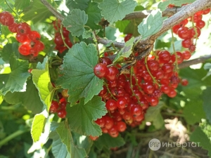 Кызыл карлыганнан желе ясау рецепты