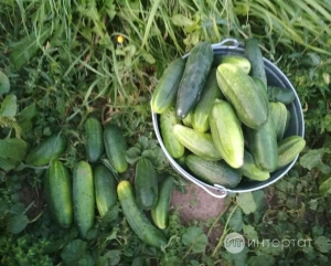 Эре кыярларны нишләтергә белмәсәгез - салат рецепты