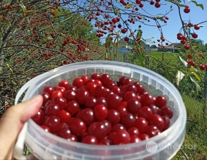 Чиядән куе кайнатма рецепты