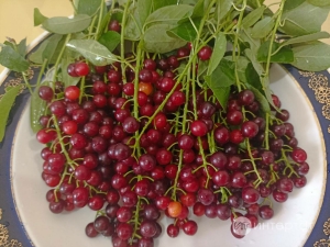 Кызыл шомырттан квас рецепты