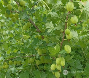 Крыжовниктан мохито рецепты