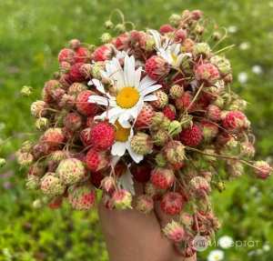 Җиләкле сагыш