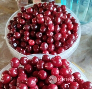 Пешкән чиянең төшен  җайлы итеп алу ысулы