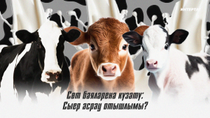 Татарстанның сөт чишмәләре саекмасын иде дә: Минералка сөттән кыйммәтрәк заманда сөт сату