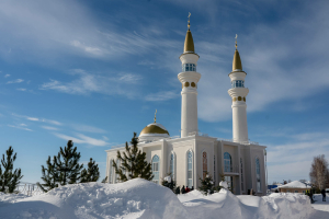 Кешеләрнең иң яхшылары нинди була?