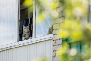 Фатирда асрый торган мәчеләр һәм этләр санын чикләргә җыеналар
