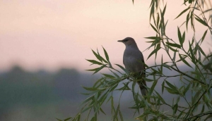 «Ай, былбылым» җыры: мәңгелек хит кайчан һәм ничек барлыкка килгән