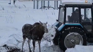 Татарстанда кар көртендә батып калган ике пошины коткарганнар