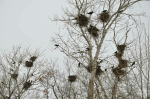 Орнитолог: «Быел кара каргалар Казанга соңрак кайтты»