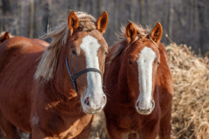 Гадәттән тыш хәлләр министрлыгында хезмәт итүче атларны 16 яшьтән «пенсиягә» җибәрәләр