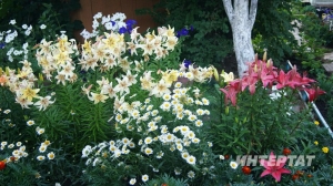 Җәйге бакча чәчәк белән ямьле - тәҗрибәле бакчачы чәчәк үстерергә өйрәтә