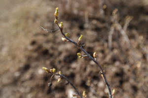 Эколог климат җылынуның бакчачыларга йогынтысын аңлаткан