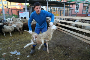 Мал чалу урыннары һәм ветеринария контроле: Татарстанда Корбан гаетенә әзерләнәләр
